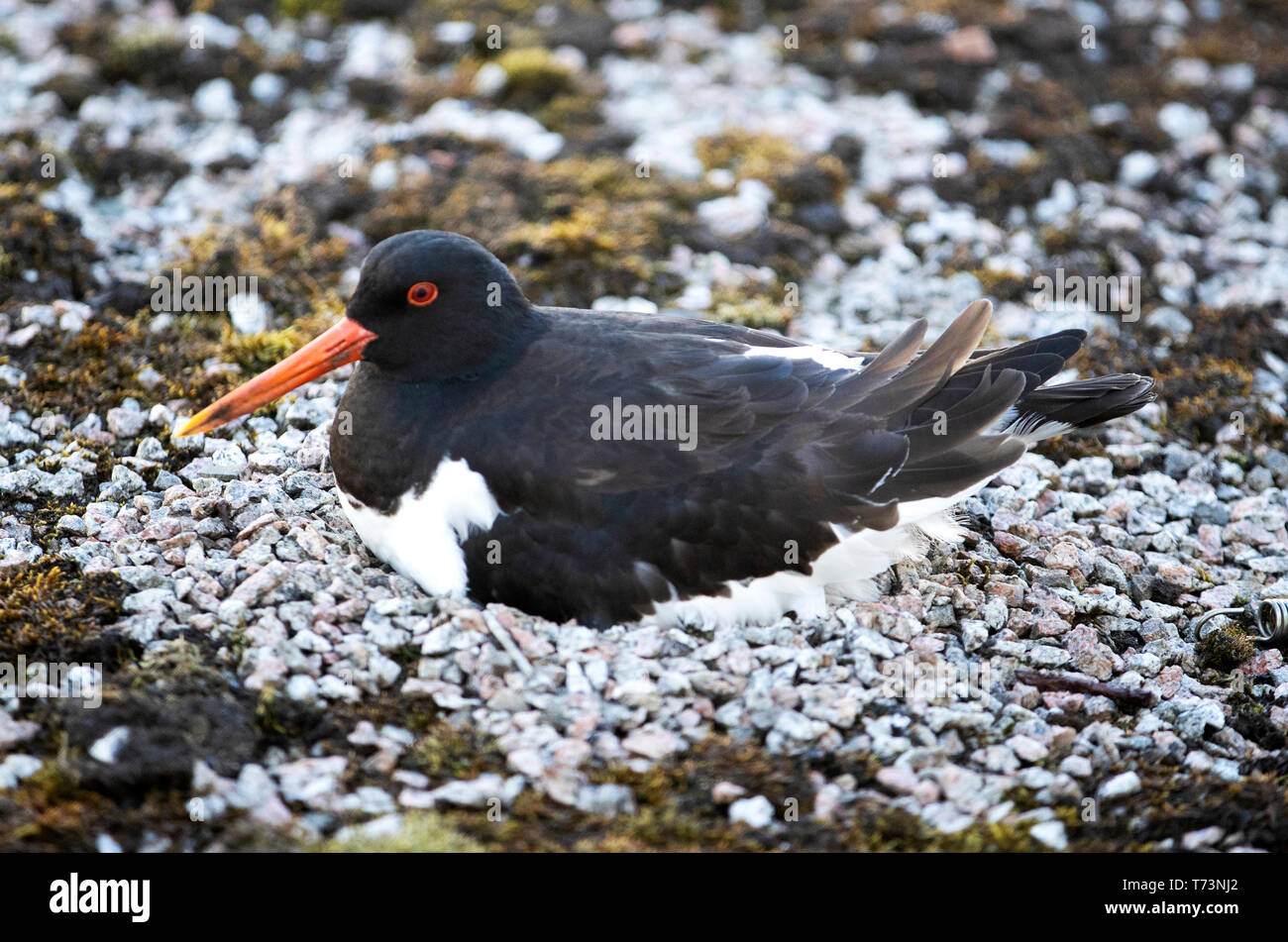 Ein austernfischer Vogel sitzt auf einem Nest mit Eiern auf dem Dach der Aberdeen Ausstellungs- und Konferenzzentrum, wo der Schottischen Konservativen jährlichen Parteitag stattfindet. Stockfoto