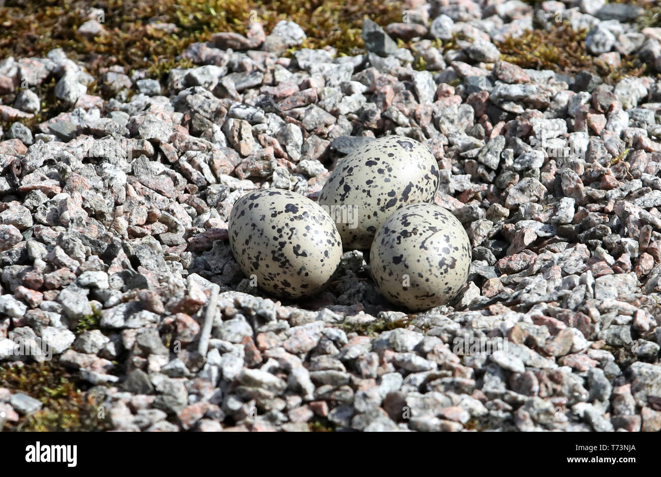 Das Nest von Eiern aus einem austernfischer Vogel auf dem Dach der Aberdeen Ausstellungs- und Konferenzzentrum, wo der Schottischen Konservativen jährlichen Parteitag stattfindet. Stockfoto