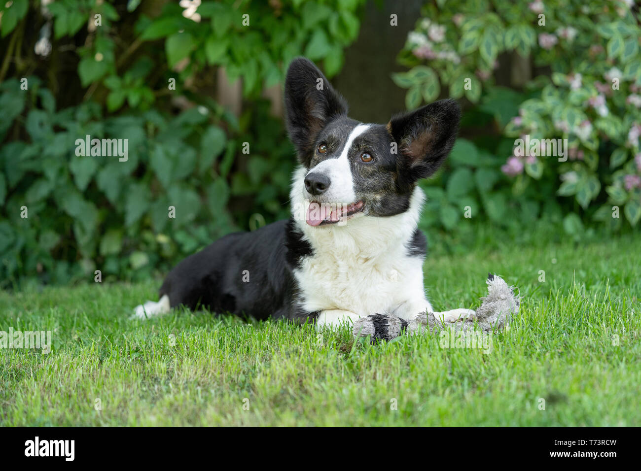 Portrait von Welsh Corgi Cardigan Stockfoto