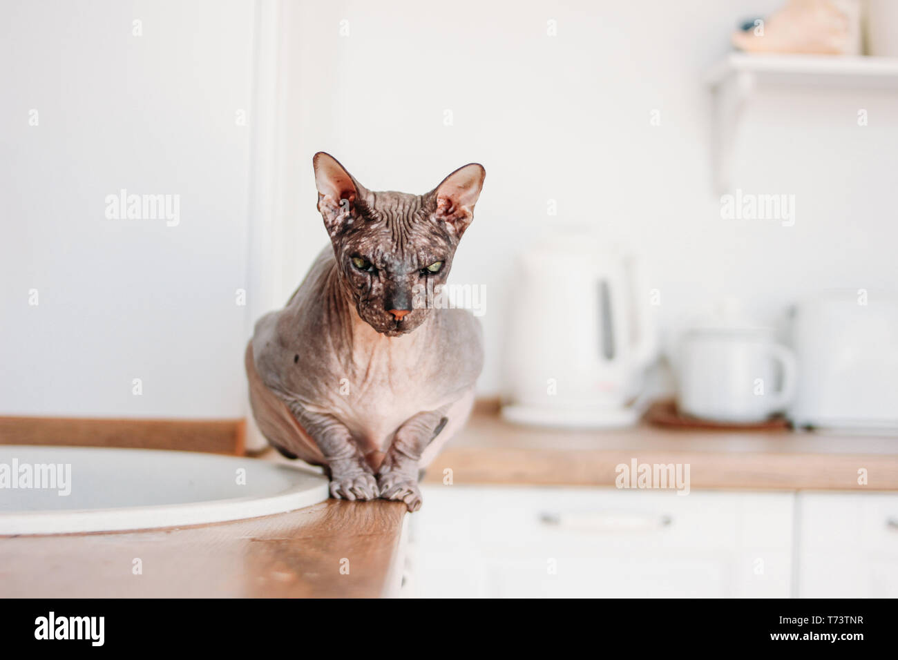 Reinrassige Kahlen Sphynx Katze Grau Getigert Sitzen Auf Der