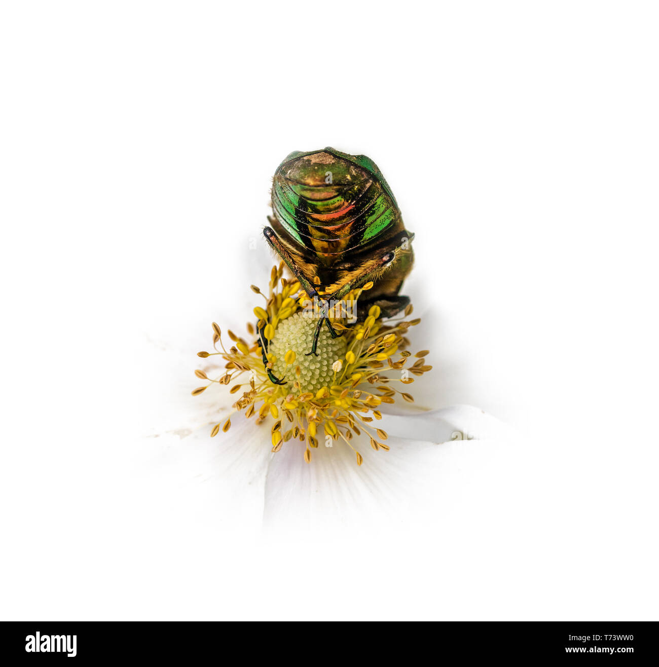 Gold glänzend rose Käfer auf weiße Blüte während des Essens vor weißem Hintergrund Stockfoto