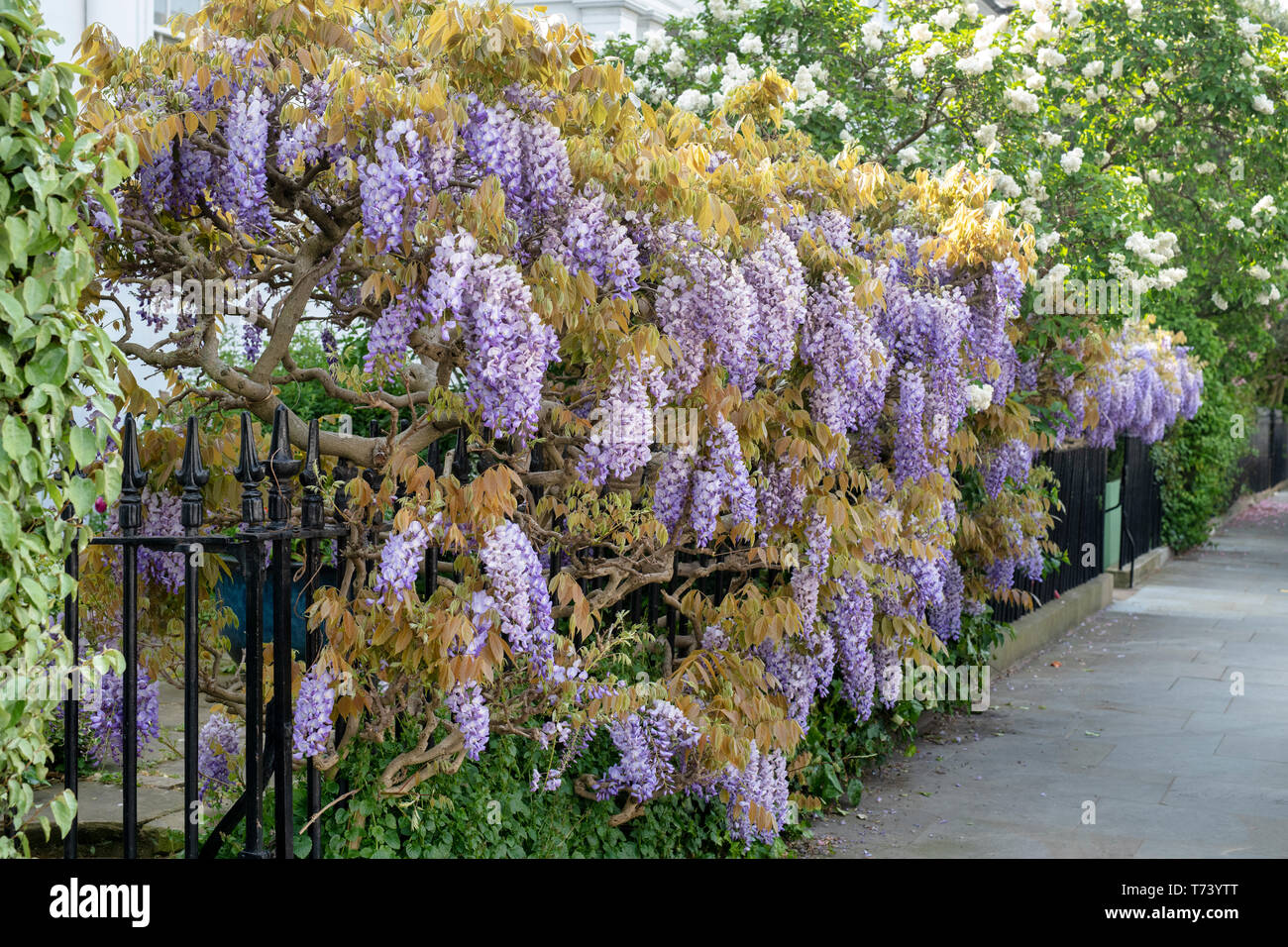 Chinesischer Blauregen (Wisteria Sinensis), Klettern an einem Zaun, Spanien  Stockfotografie - Alamy