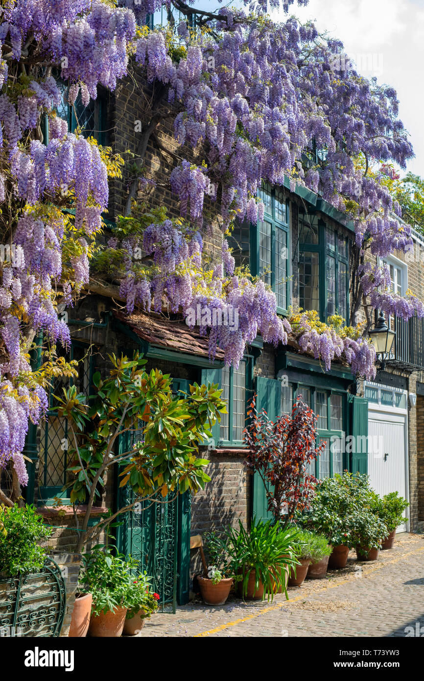 Wisteria für ein Haus vorne im Frühjahr. Kynance Mews, South Kensington, SW7, London. England Stockfoto