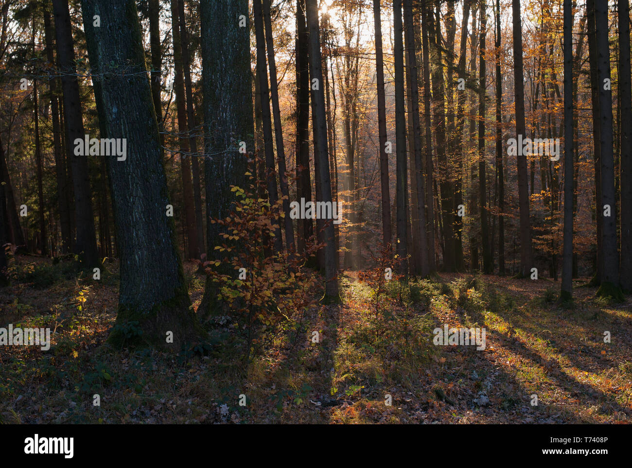 Mischwald Herbst- oder Herbstszene mit Bäumen, Orangenblättern und Lichtstrahlen im Mostviertel oder Mostviertel in Niederösterreich Stockfoto