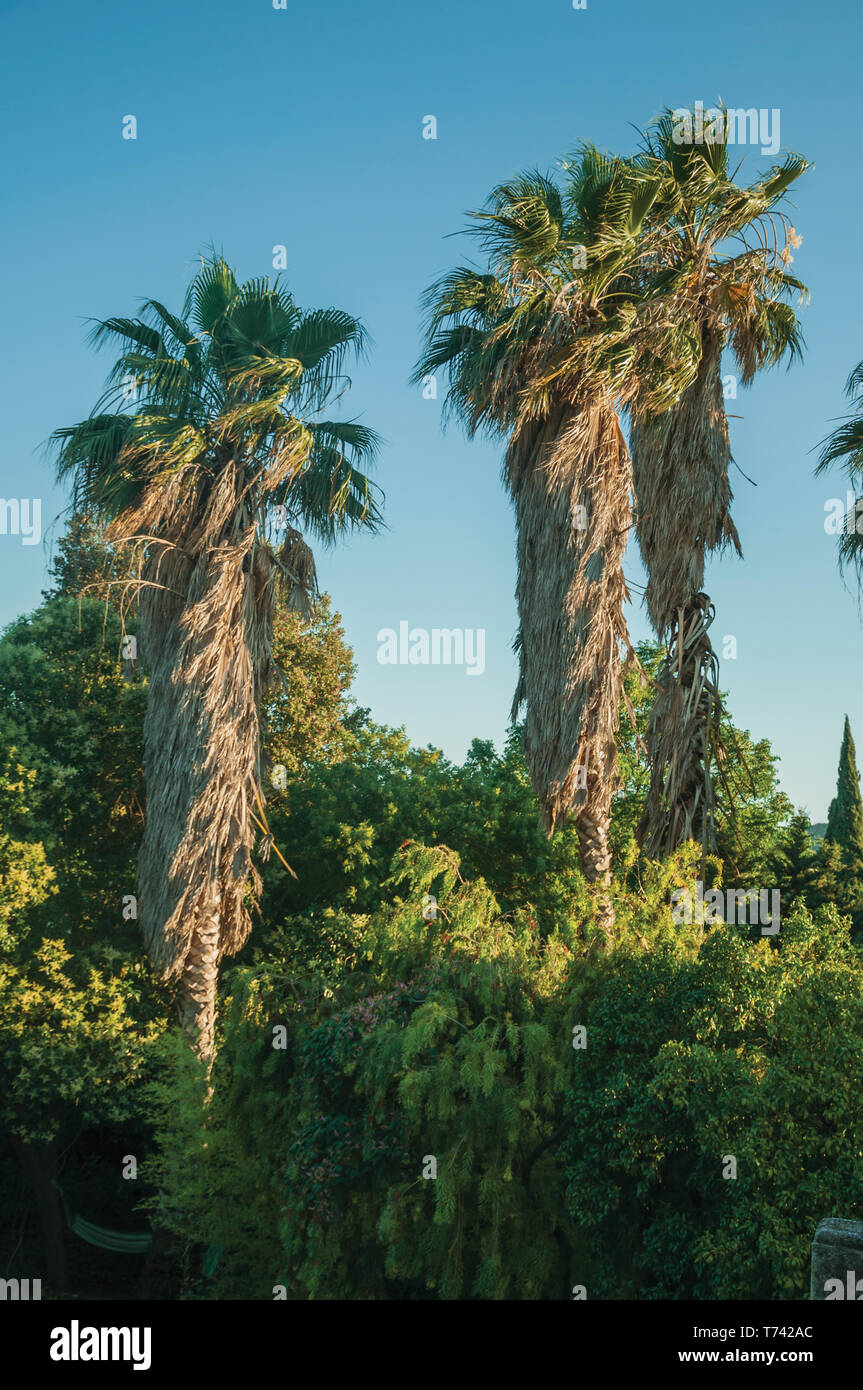 Landschaft Landschaft mit grünen palm Baumkrone bei Sonnenuntergang auf einem Bauernhof in der Nähe von Elvas. Eine liebenswürdige Stadt am östlichsten Grenze von Portugal. Stockfoto