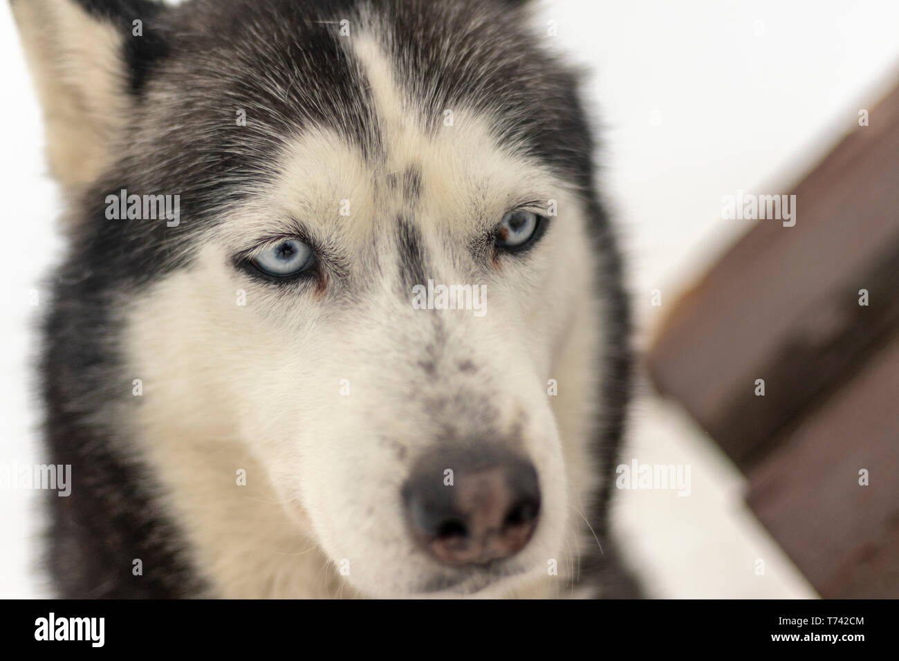 Blauäugige grau Erwachsener Siberian Husky Hund Portrait hautnah Stockfoto