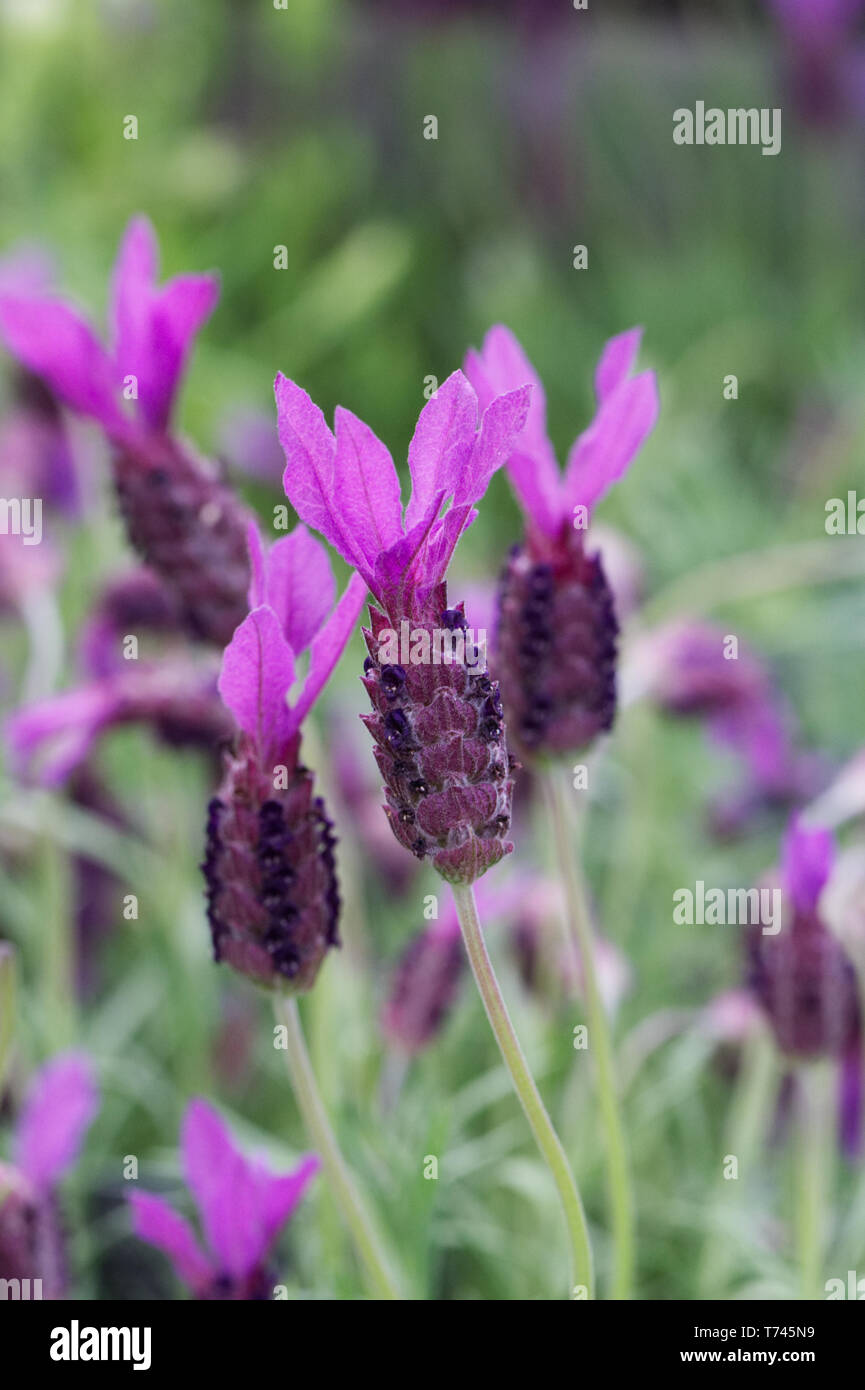 Lavandula stoechas 'Victoria' Blume. Französischer Lavendel Blumen. Stockfoto