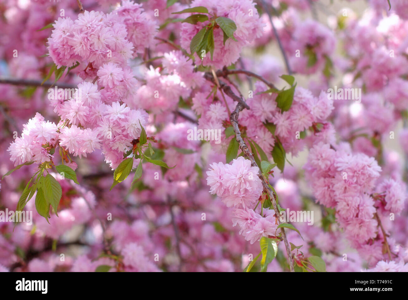 Niederlassungen der blühenden pink Sakura (flowering cherry) im Frühjahr Stockfoto