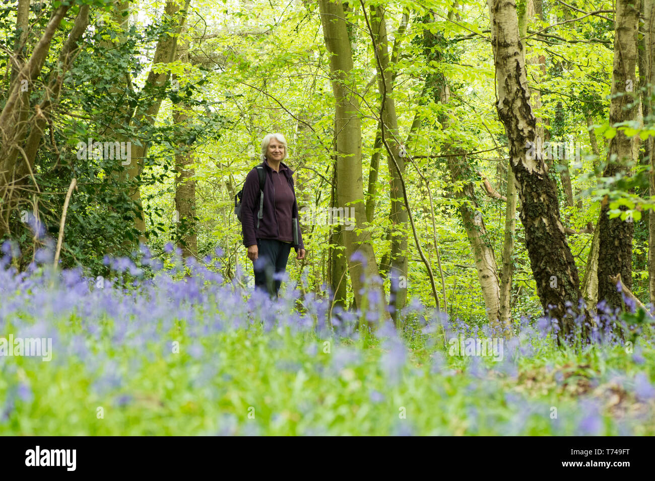 Reife Frau Wandern in Wäldern unter Bluebells, Hyacinthoides non-scripta, Sussex, UK, April Stockfoto