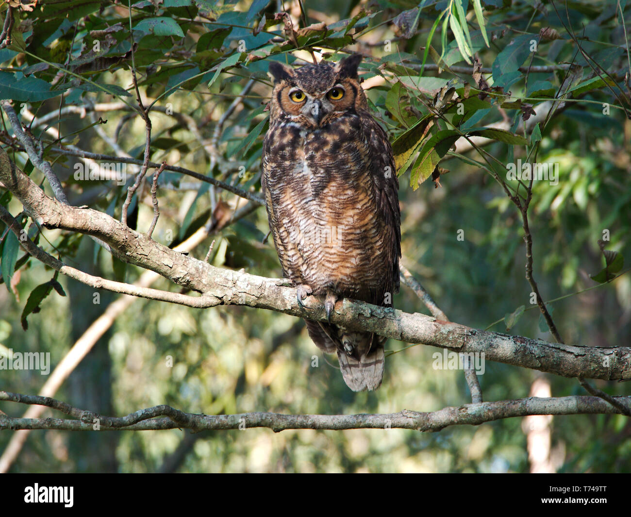 Eine Eule auf einem Baum in der Nähe des Mississippi River in Baton Rouge, Louisiana, USA. Stockfoto