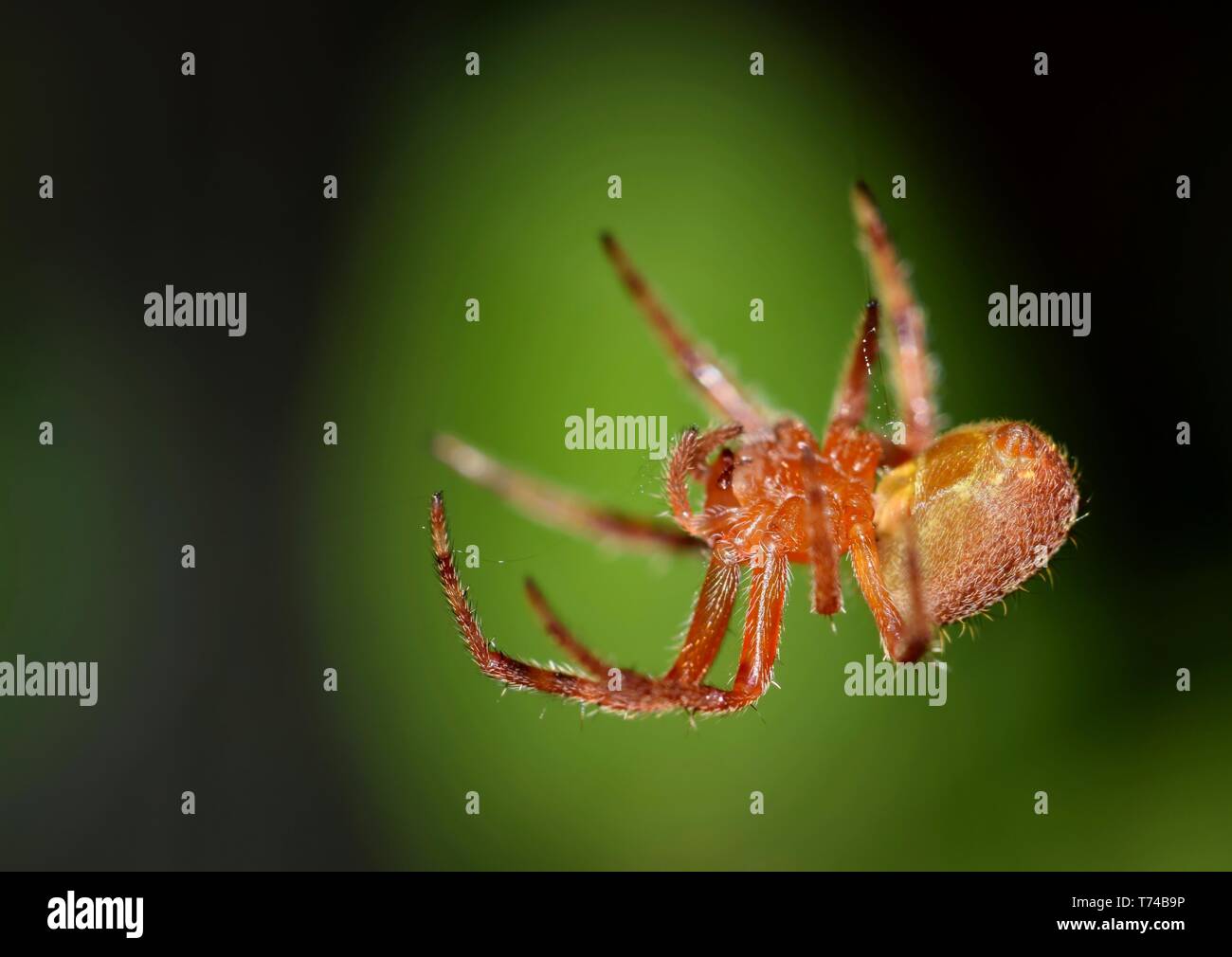 Eine gemeinsame Orb Weaver spider in den Prozess der Spinnen ihr Netz. Foto in Houston, TX. Stockfoto