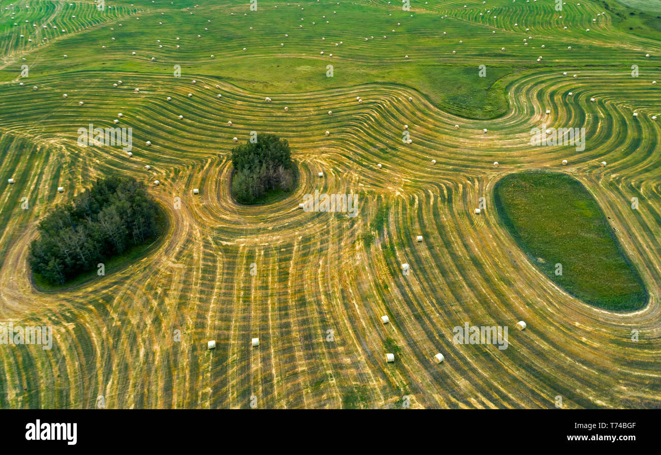 Luftaufnahme von einem Schnitt Feld mit Strohballen und die Inseln von Bäumen und ungeschnittenes Gras, westlich von Calgary, Alberta, Kanada Stockfoto