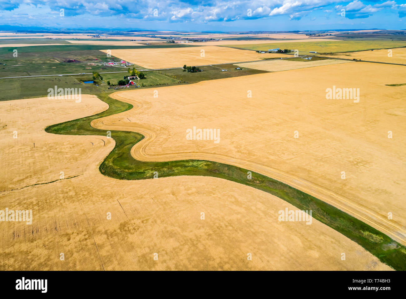 Luftaufnahme einer Wicklung grüne Rasenfläche von goldenen Kornfeldern umgeben, mit Bauernhof Yards in der Ferne, westlich von High River, Alberta, Kanada Stockfoto