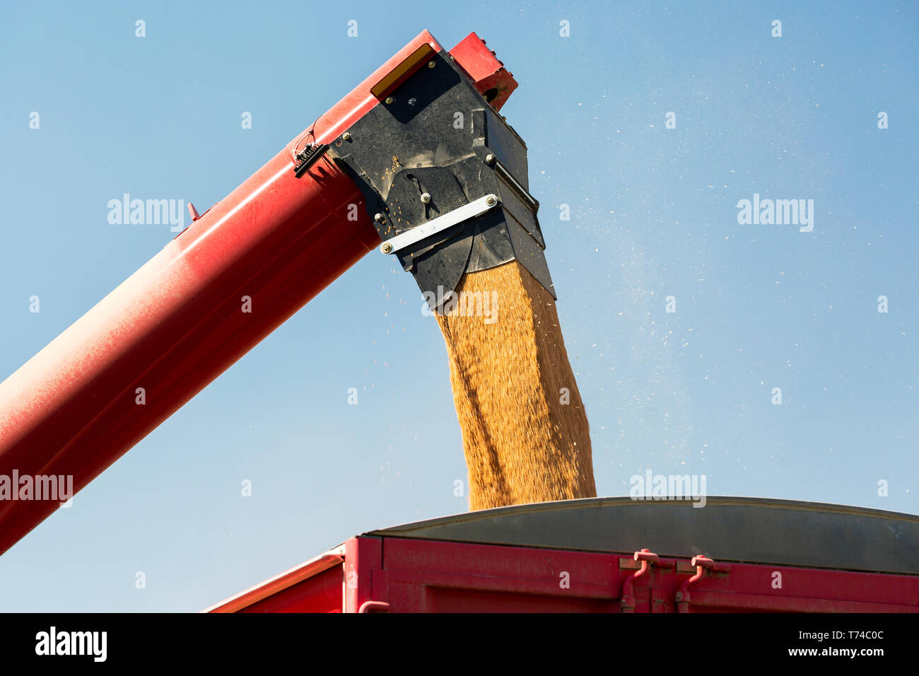 Nahaufnahme der Füllschnecke bis Korn Lkw mit goldenen Weizen und blauen Himmel; Acme, Alberta, Kanada Stockfoto