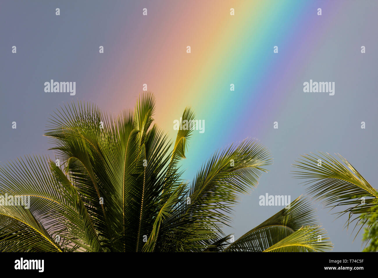 Nahaufnahme einer Regenbogen hinter einer Palme; Wailea, Maui, Hawaii, Vereinigte Staaten von Amerika Stockfoto
