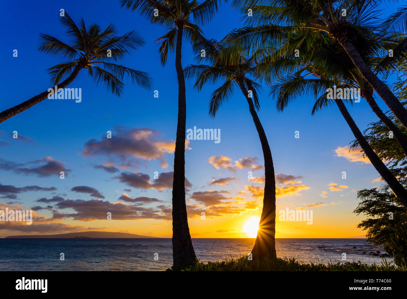 Die Sonne durch Silhouette Palmen, Wailea, Maui, Hawaii, Vereinigte Staaten von Amerika Stockfoto