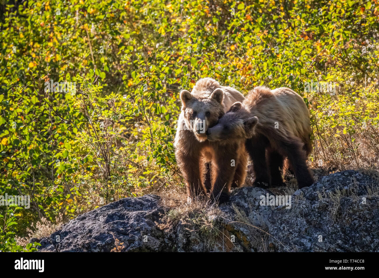 Grizzly Bear (Ursus arctos horribilus) und ihr Junges, Taku River; Atlin in British Columbia, Kanada Stockfoto