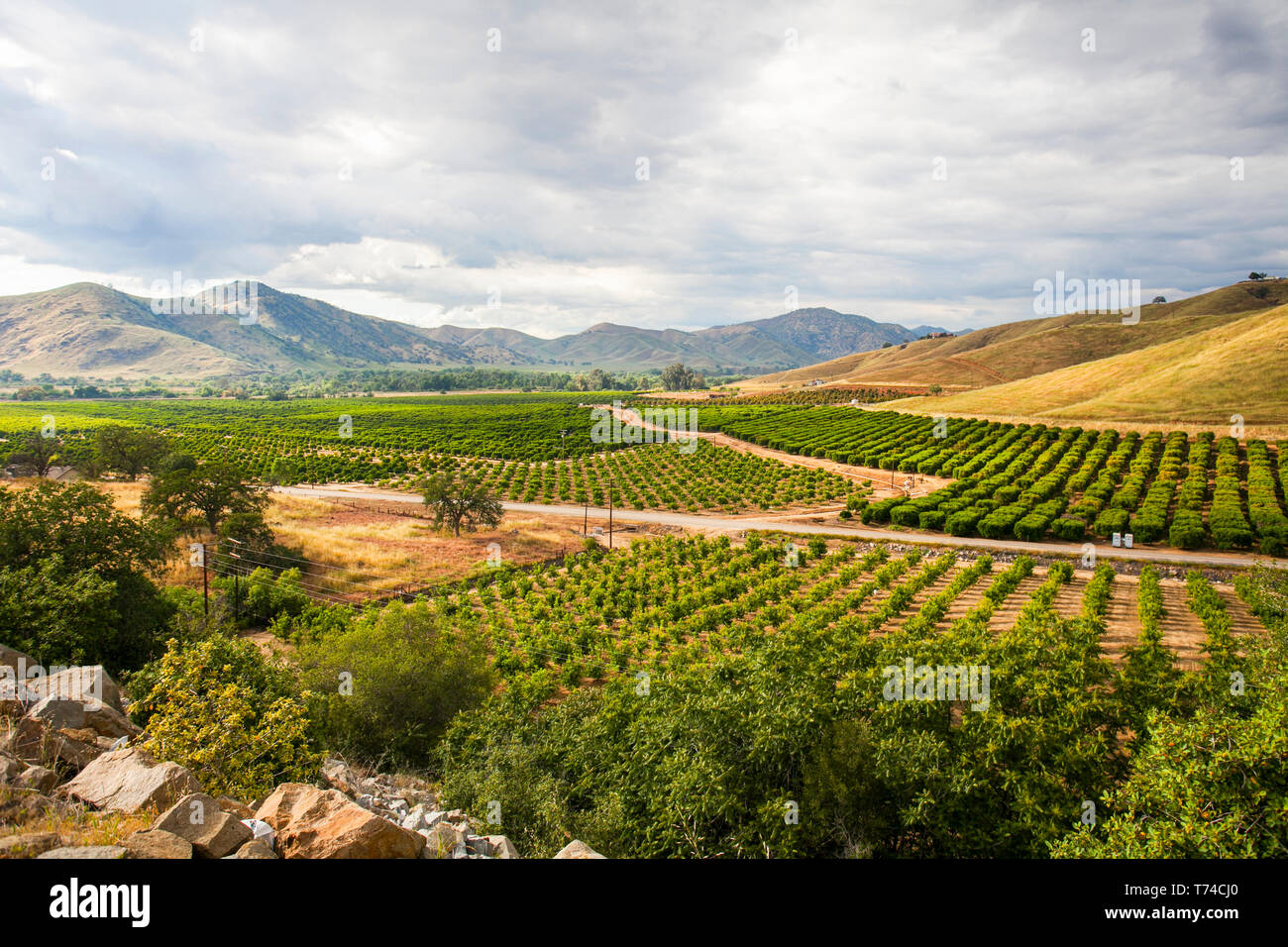 Orange Farmen in der Nähe von Visalia, Kalifornien, Vereinigte Staaten von Amerika Stockfoto