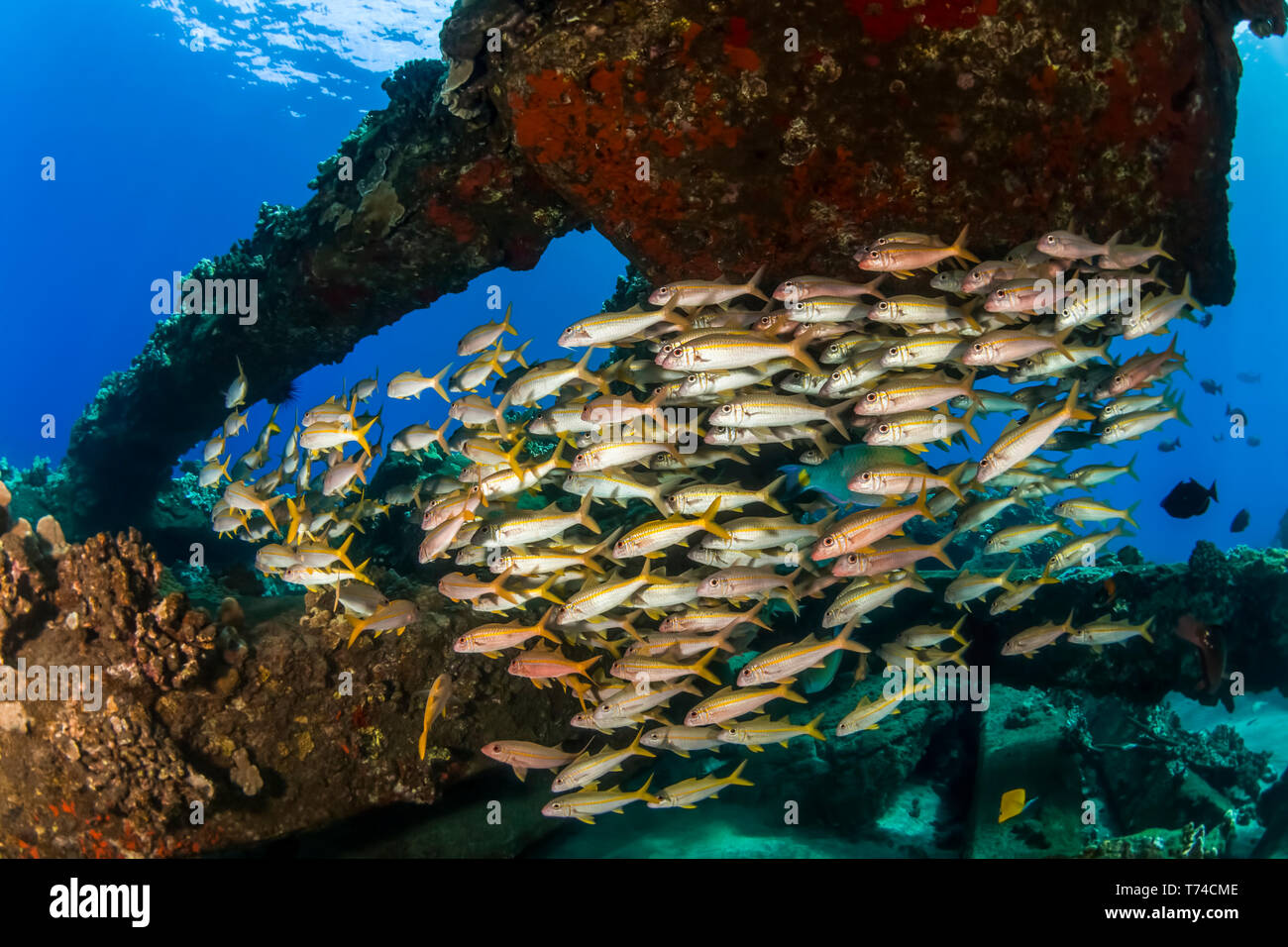 Ein bunter Blick auf Schulbildung Gelb Meerbarben (Mulloidichthys martinicus); Lahaina, Maui, Hawaii, Vereinigte Staaten von Amerika Stockfoto