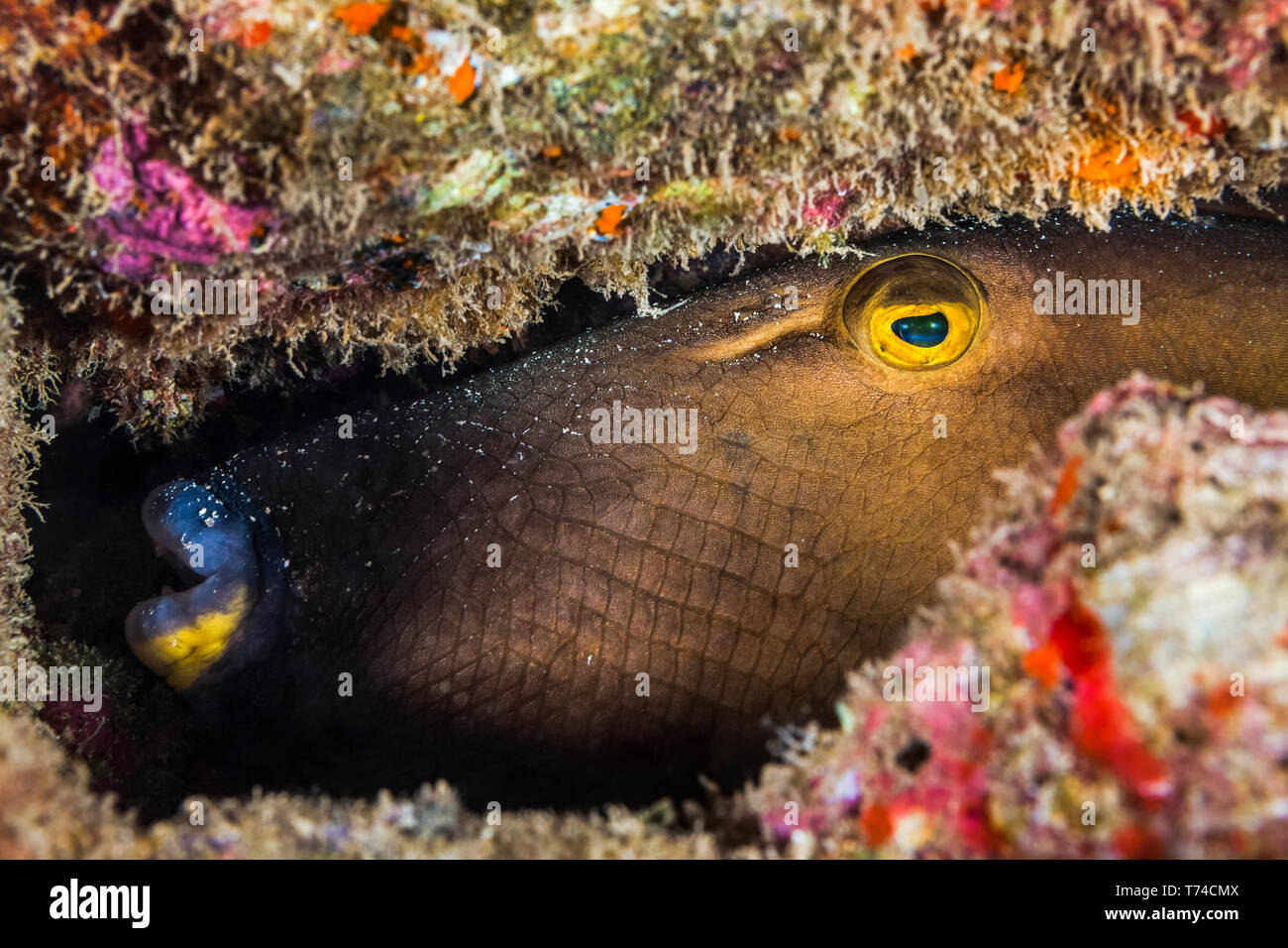 Drückerfisch (Balistidae) versteckt sich im Riff, Maui, Hawaii, Vereinigte Staaten von Amerika Stockfoto