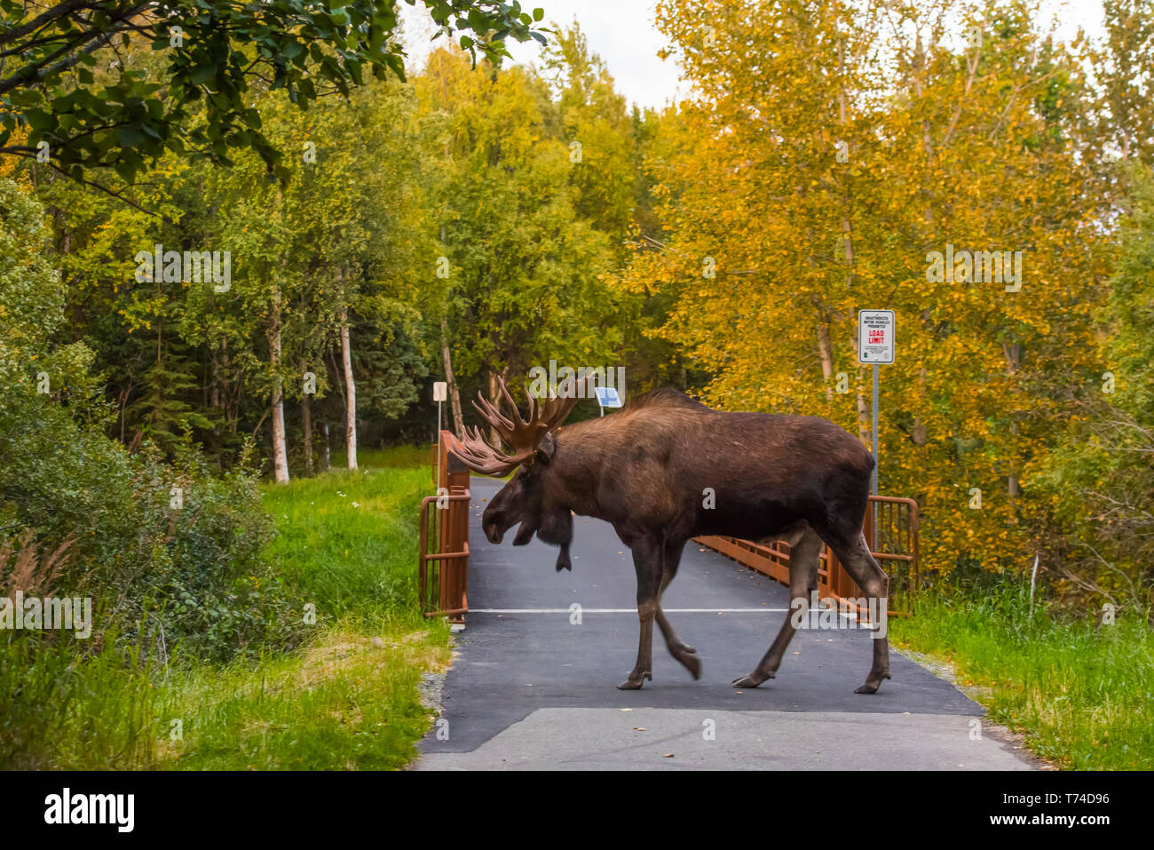 Der große Bullenelch (Alces alces), der von Einheimischen als „Hook“ bekannt ist, wird während der Brunftzeit auf dem Tony Knowles Coastal Trail in Kincaid Pa... Stockfoto