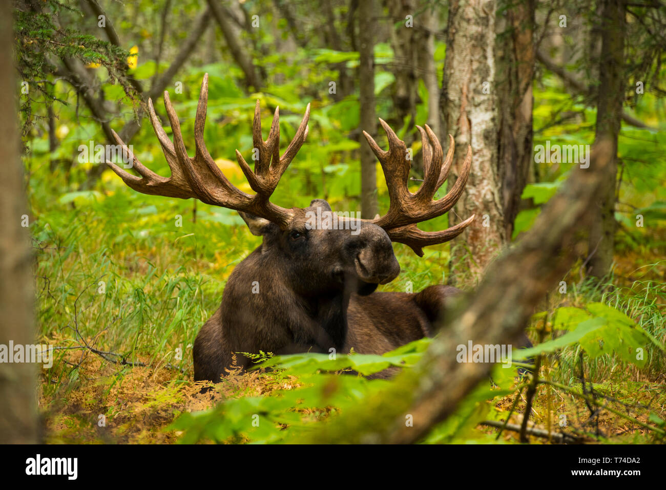 Der große Bullenelch (Alces alces), der von den Einheimischen als „Haken“ bekannt ist, wird während der Brunftzeit auf dem Waldboden im Kincaid Park in Anchor ruht... Stockfoto