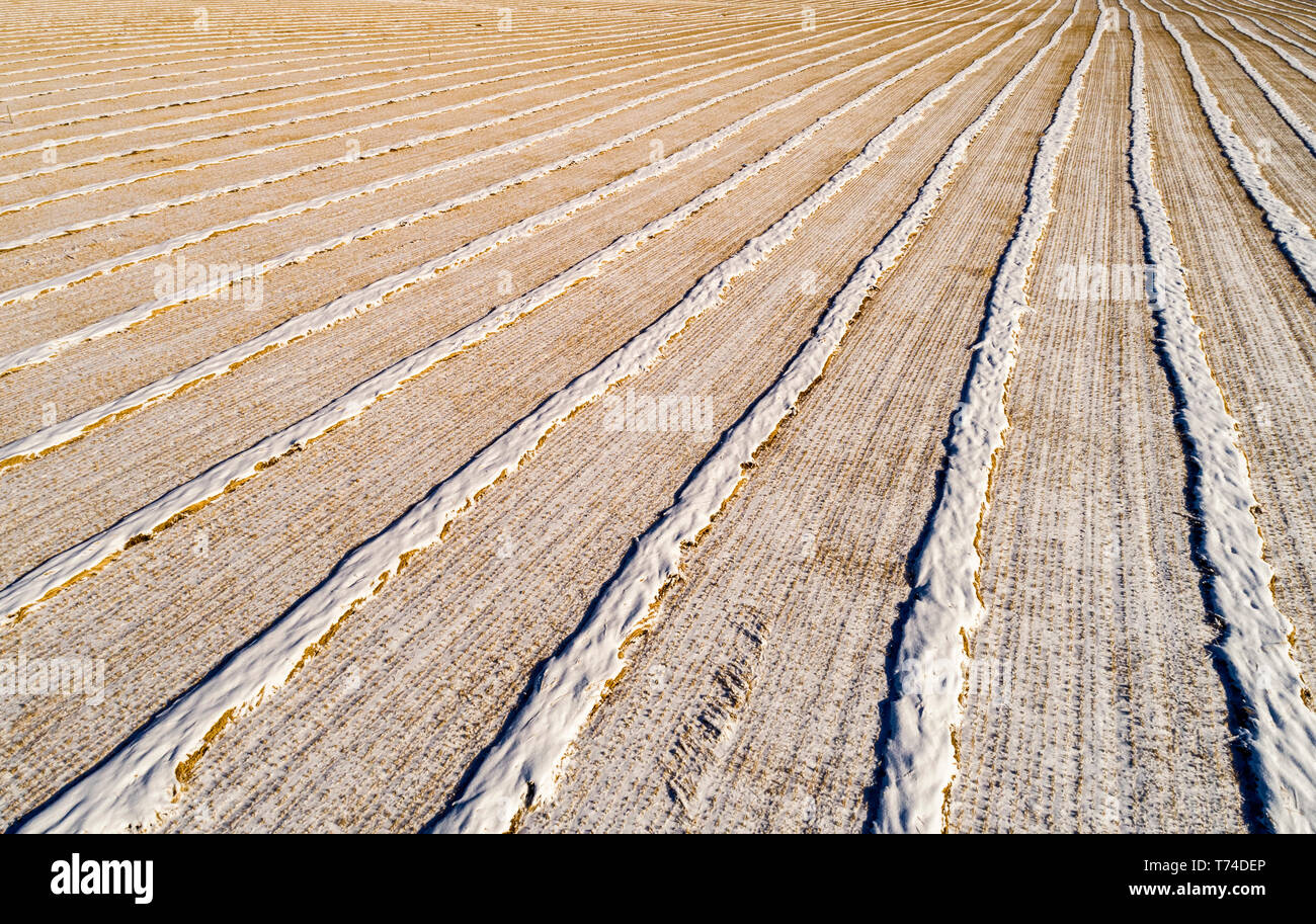 Verschneite Ernte Linien in einem abgetrennten Bereich, westlich von Calgary, Alberta, Kanada Stockfoto