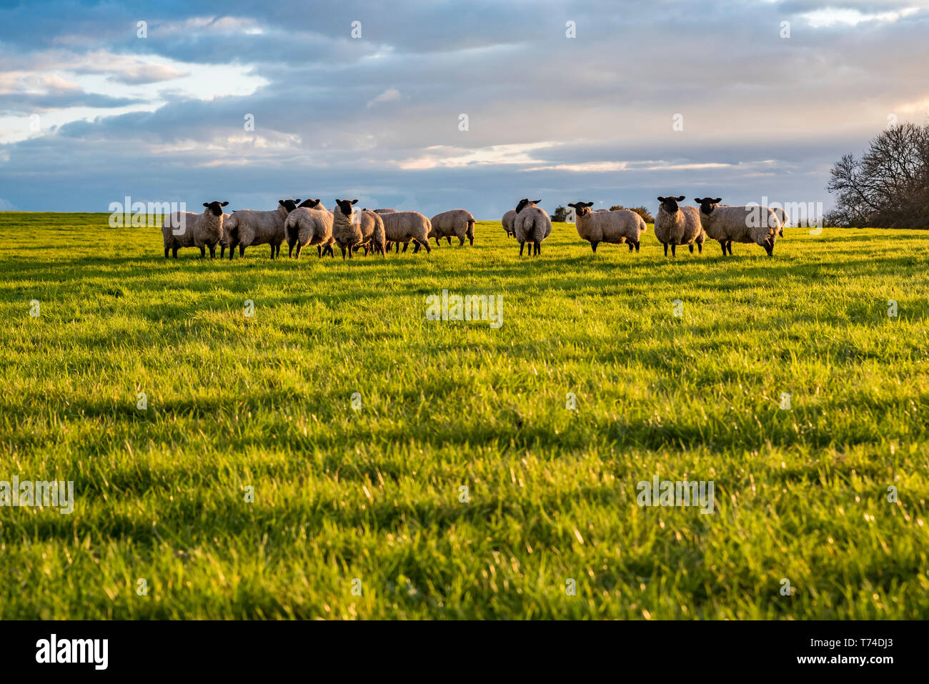 Schafherde in einer Rasenfläche, North Downs Way; Kent, England Stockfoto