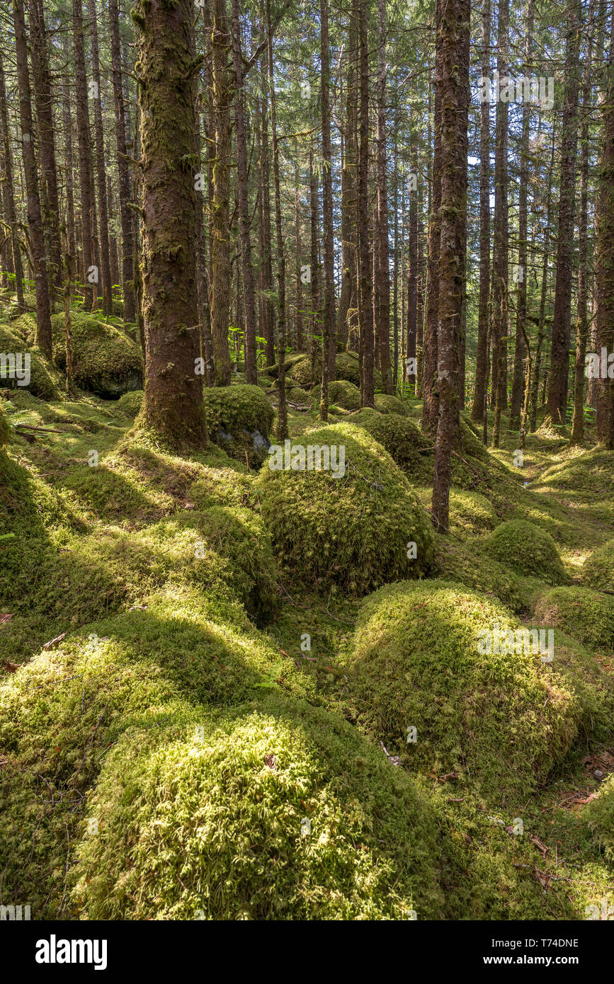Alte Wachstum Wald mit Sitka-Fichte (Picea sitchensis) und Hemlocktannen (tsuga), Tongass National Forest, Southeast Alaska Stockfoto
