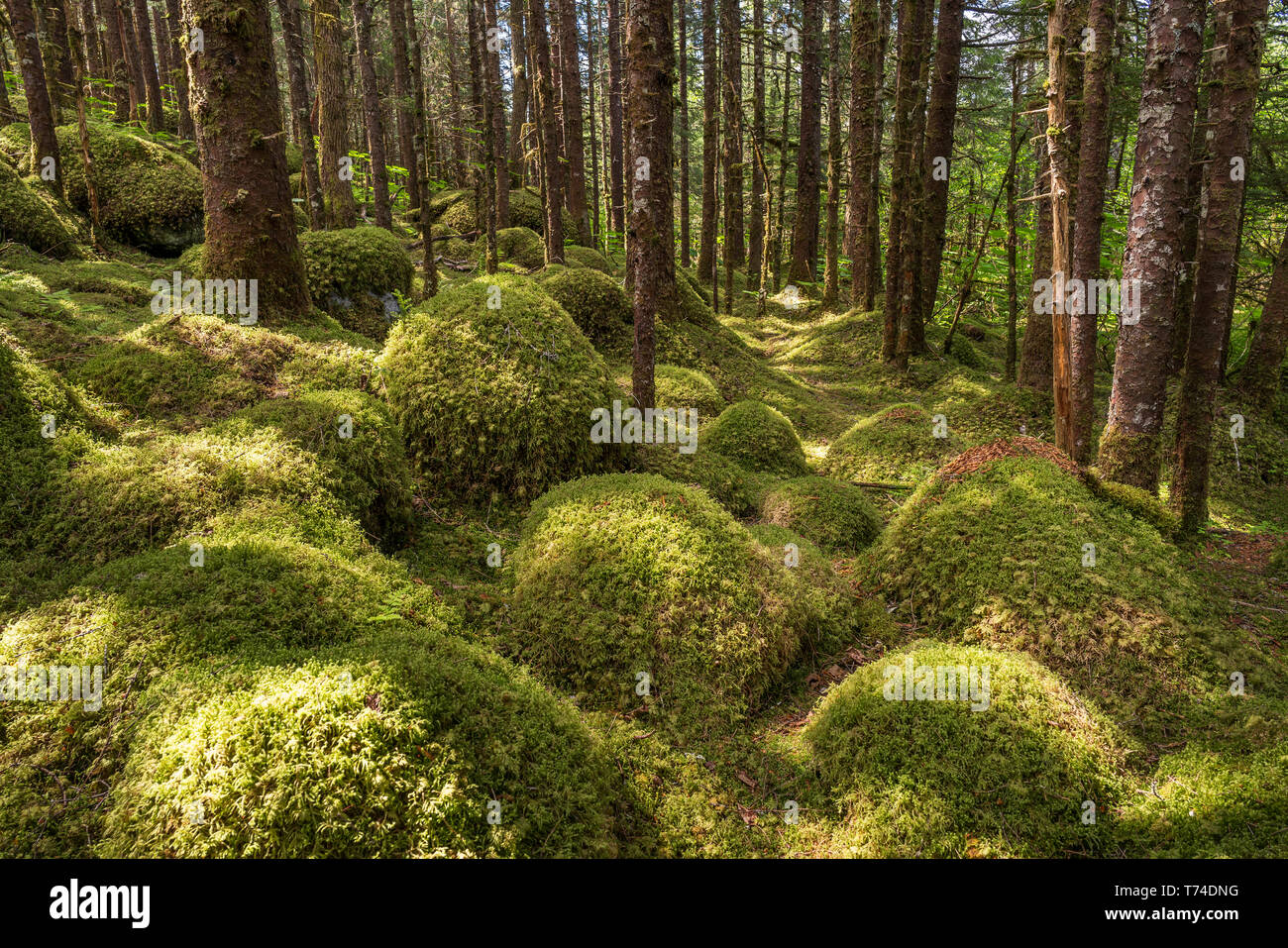 Alte Wachstum Wald mit Sitka-Fichte (Picea sitchensis) und Hemlocktannen (tsuga), Tongass National Forest, Southeast Alaska Stockfoto