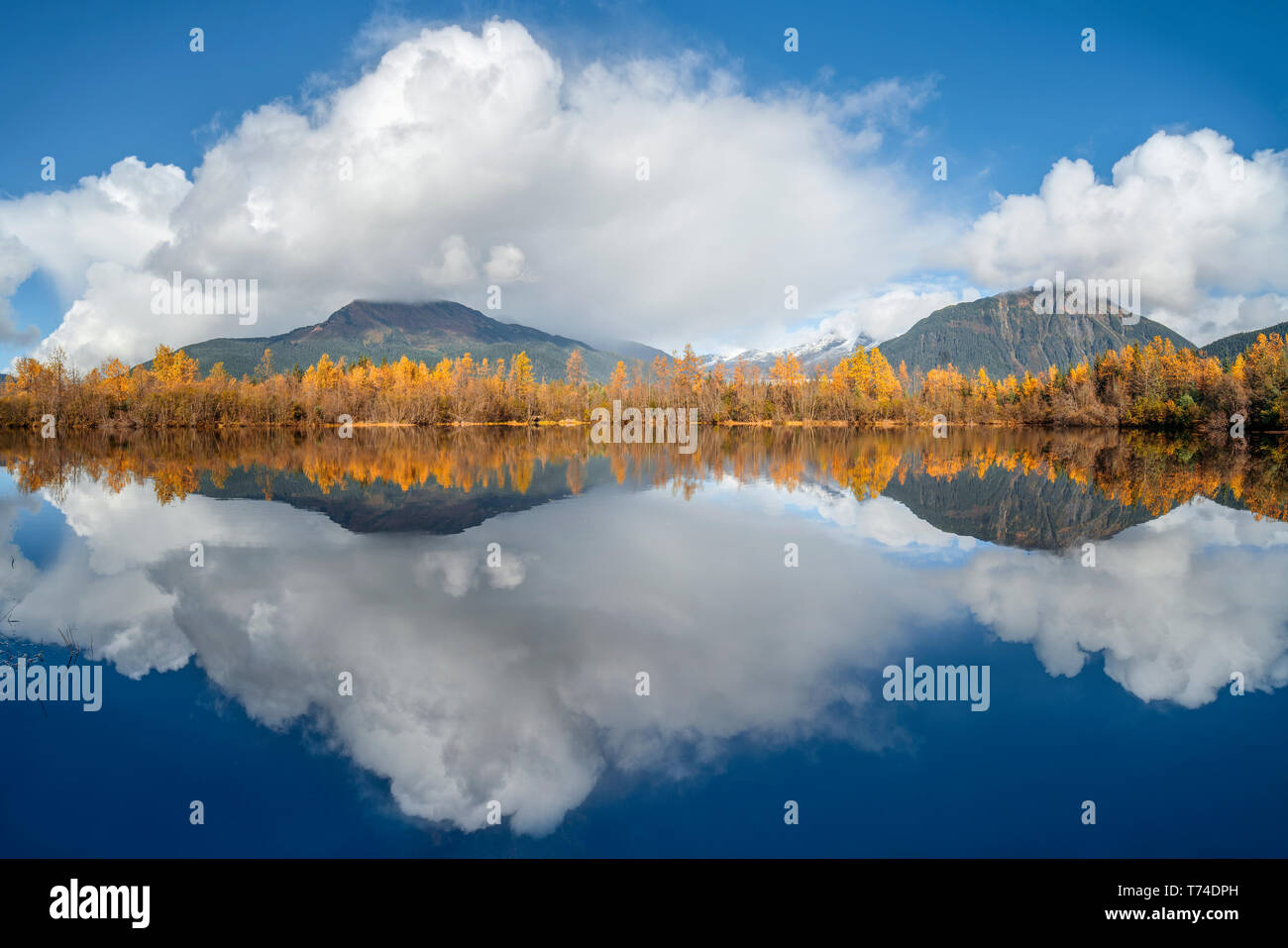 Spiegelbild eines Herbst bunte Wälder und die Coast Mountains in den Tongass National Forest, Alaska, Vereinigte Staaten von Amerika Stockfoto