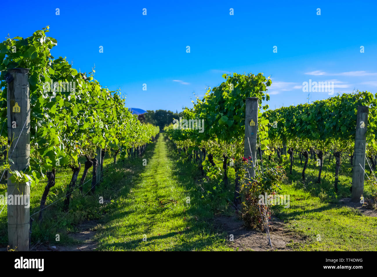 Weinreben mit üppigen, grünen Laub und ein blauer Himmel; Martinborough, Wairarapa Bezirk, Wellington, Neuseeland Stockfoto