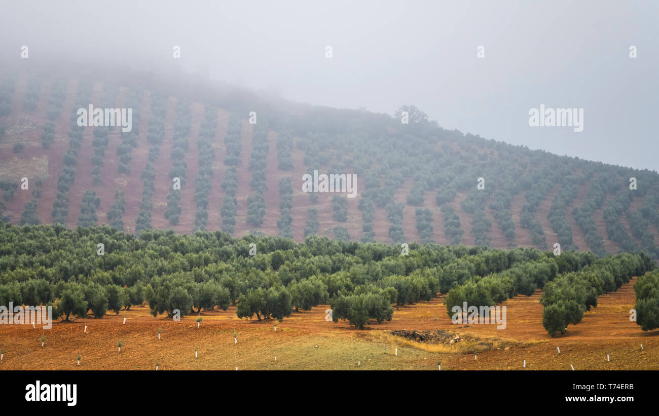 Olive Farm an einem nebligen Hang; Vianos, Provinz Albacete, Spanien Stockfoto