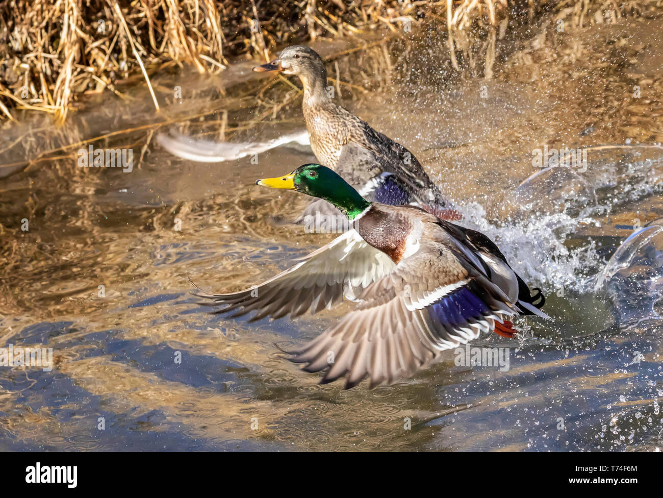 Männliche und weibliche Stockenten (Anas platyrhynchos), die von einem Teich, Fort Collins, Colorado, Vereinigte Staaten von Amerika Stockfoto