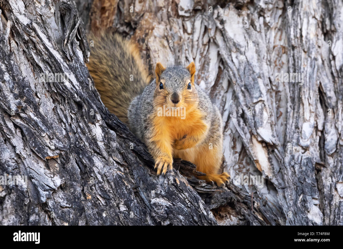 Red fox Eichhörnchen (sciurus Niger), die in einem Baum; Fort Collins, Colorado, Vereinigte Staaten von Amerika Stockfoto