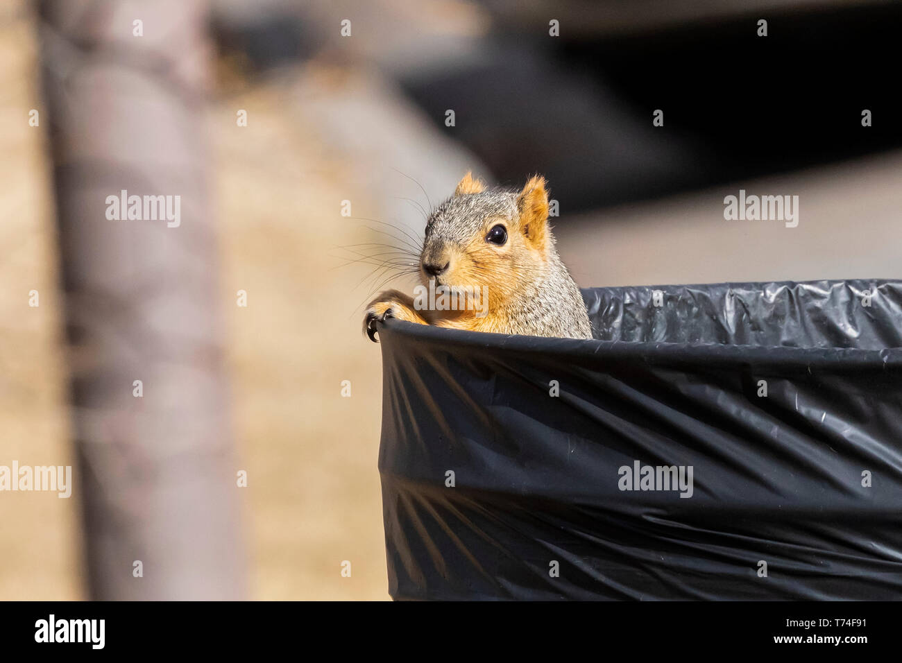 Red Fox Eichhörnchen (sciurus Niger)) peeking aus einem Mülleimer; Fort Collins, Colorado, Vereinigte Staaten von Amerika Stockfoto