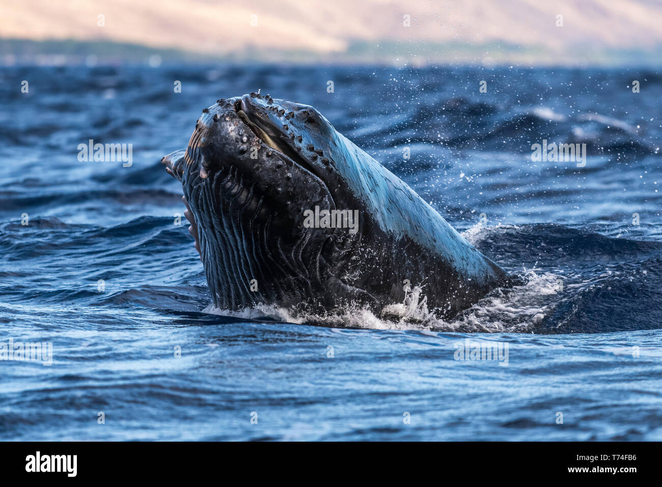 Buckelwal Kopf Stockfotos Und Bilder Kaufen Alamy 