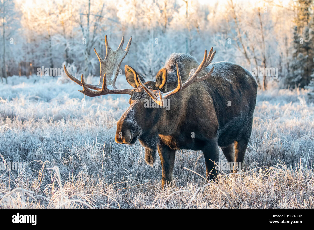 Reifen bull Elch (Alces alces) und Fütterung am frühen Morgen mit Rauhreif im Feld, South Anchorage, Alaska South-Central Stockfoto