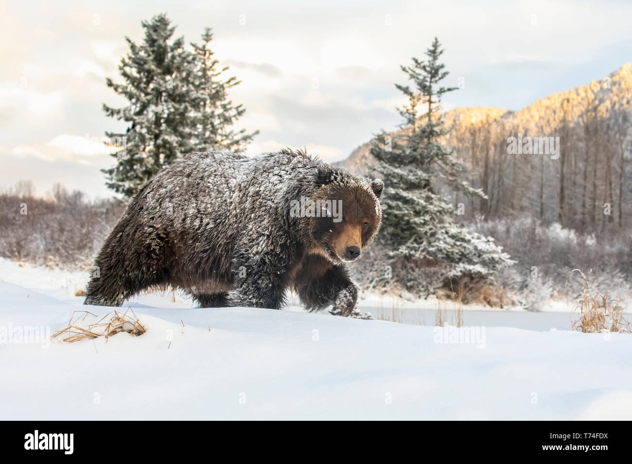 Grizzly Bear (Ursus Arktis sp.) Wandern im Schnee, Alaska Wildlife Conservation Center, South-central Alaska Stockfoto