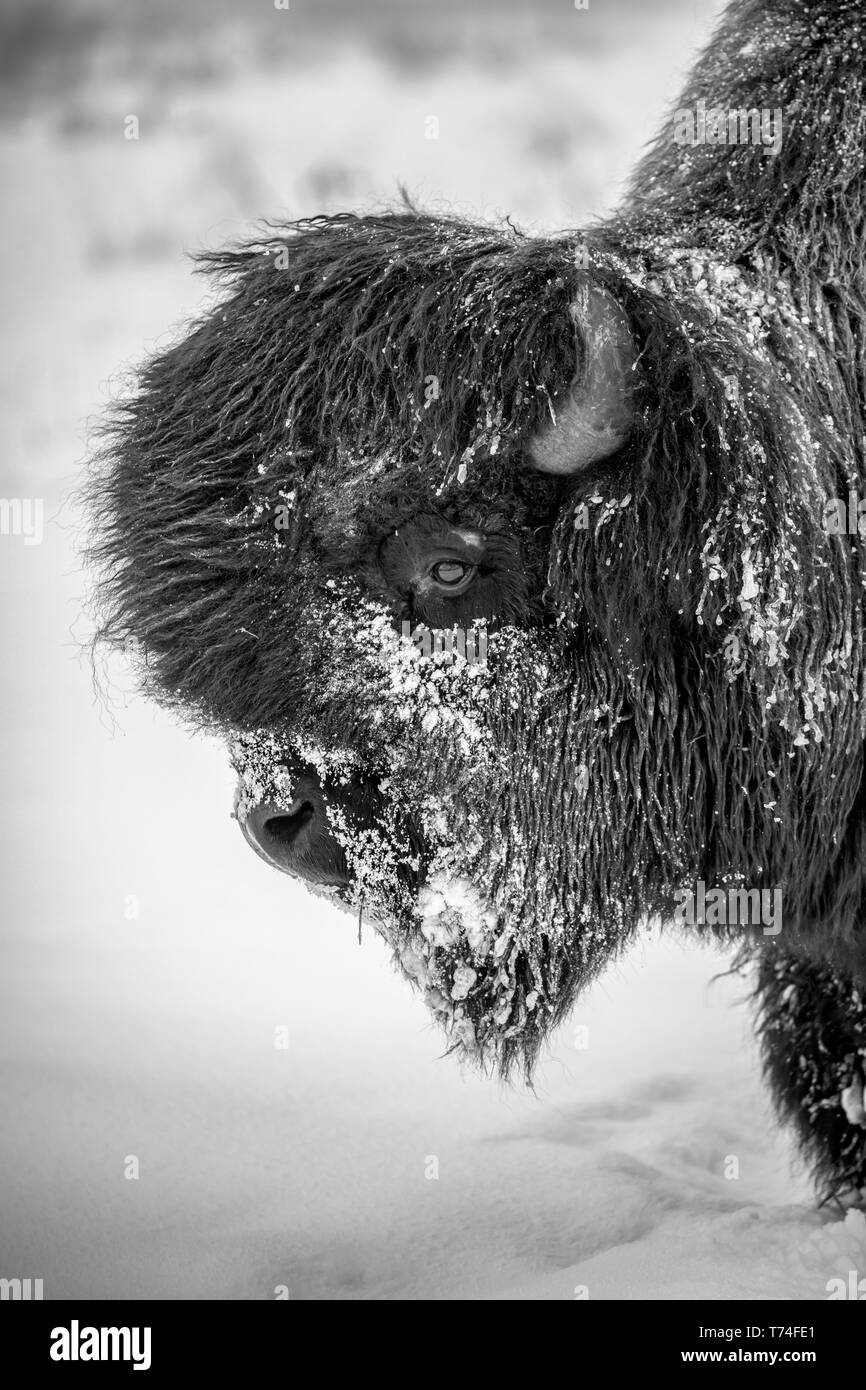 Eine große, verschneite Stier Holz Bison (Bison bison athabascae), Alaska Wildlife Conservation Center; Portage, Alaska, Vereinigte Staaten von Amerika Stockfoto