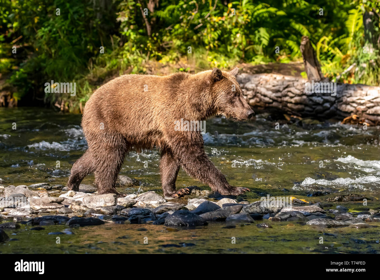 Braunbär (Ursus arctos) im Sommer Lachs läuft im Russian River in der Nähe von Cooper Landing, Süd - zentrales Alaska Stockfoto