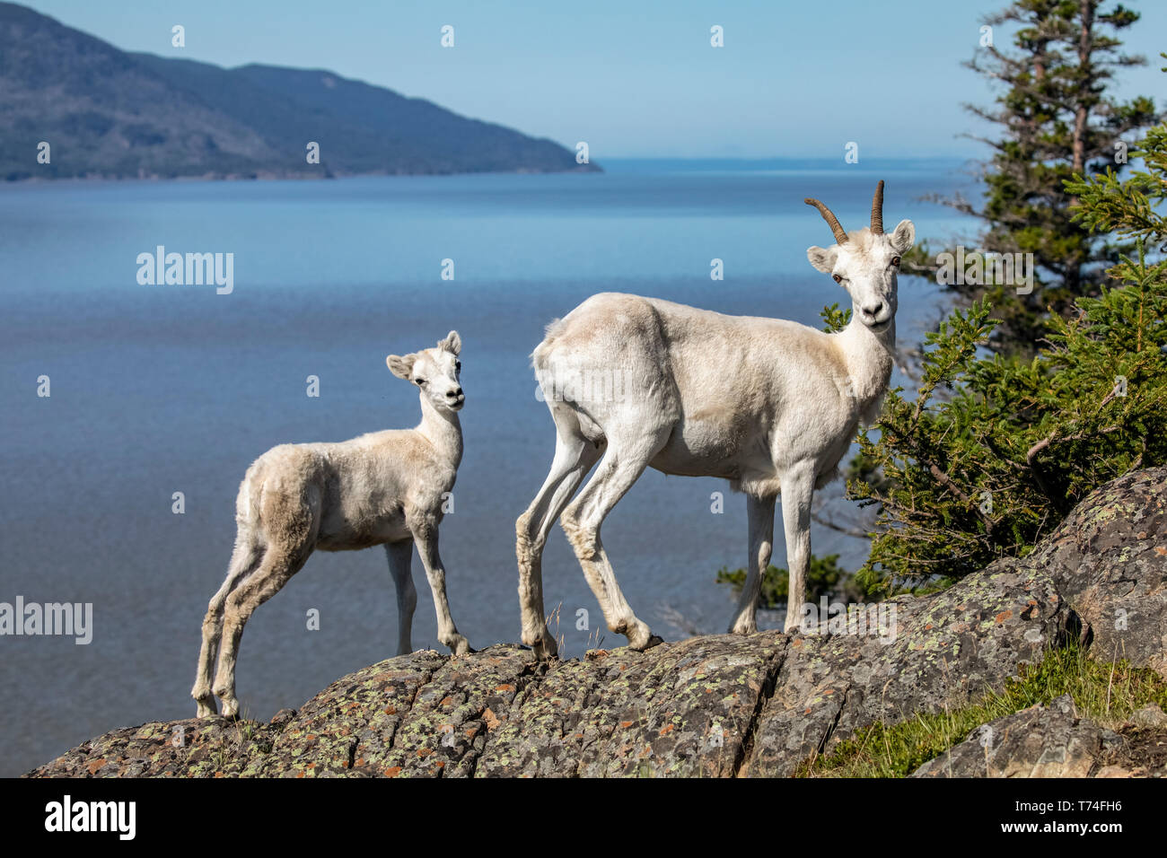 Dall Sheep (Ovis dalli) Mutterschafe und Lamm Blick auf Fotograf von einem felsigen Vorsprung mit Blick auf Turnagain Arm im Sommer außerhalb Anchorage, Süd-Zentral-A... Stockfoto
