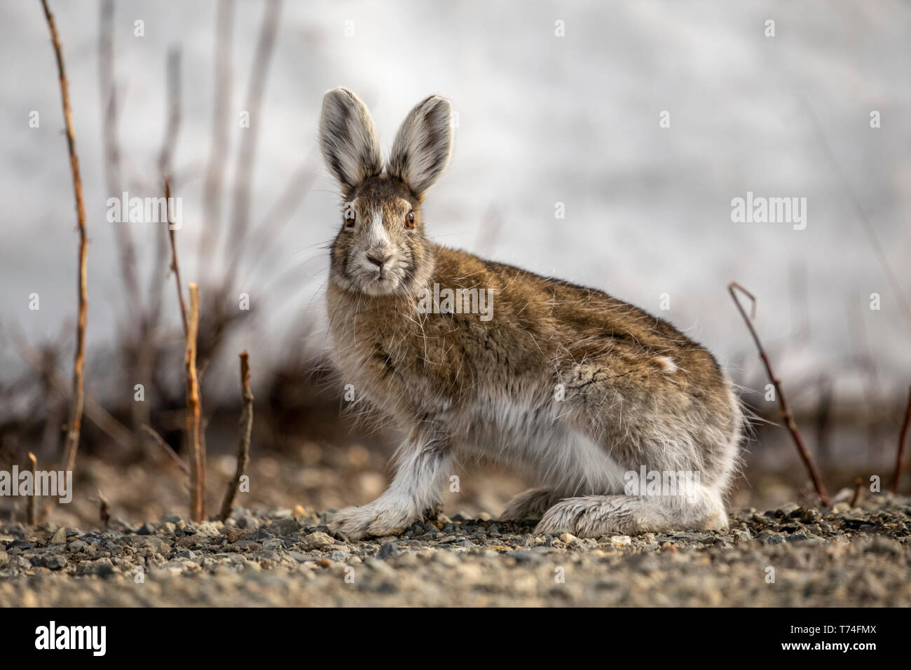 Ein Schneeschuhhase (Lepus americanus) schaut im Frühling im Inneren Alaskas auf die Kamera. Hare verliert sein weißes Winterkleid und wird eine Mischung aus... Stockfoto