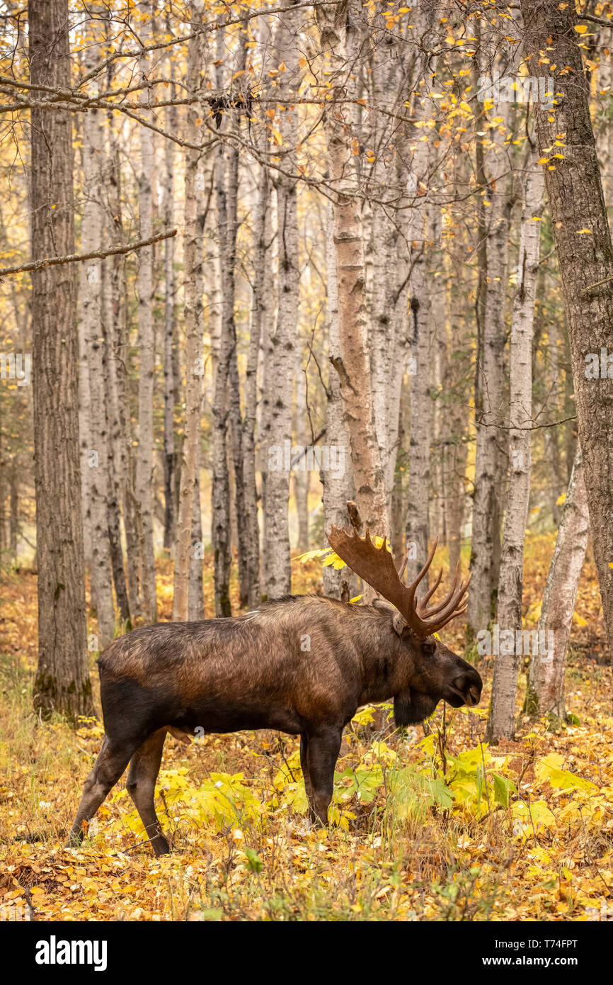 Ein reifer Bullenelch (Alces alces) spaziert im Herbst durch den Kincaid Park in Anchorage, Alaska, am Anfang der Rut und der Stier schaut... Stockfoto
