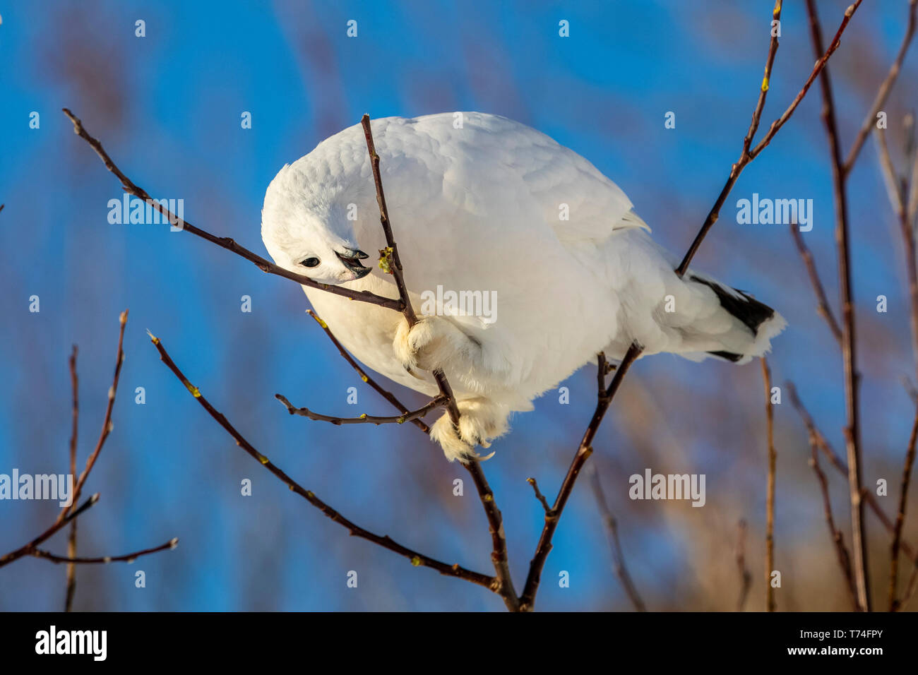 Willow ptarmigan (Lagopus lagopus) Fütterung mit Knospen in einem Baum mit weißen Winter Gefieder, South-central Alaska Stockfoto