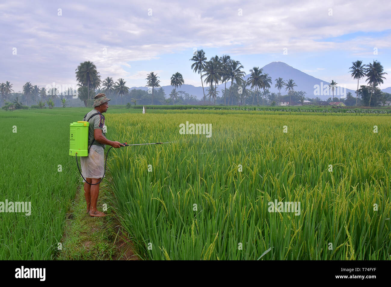 Ein indonesischer Landwirt in seinem Land ist eine Droge Reis Schädlinge zu bekämpfen, die durchgeführt werden, jeden Morgen Stockfoto
