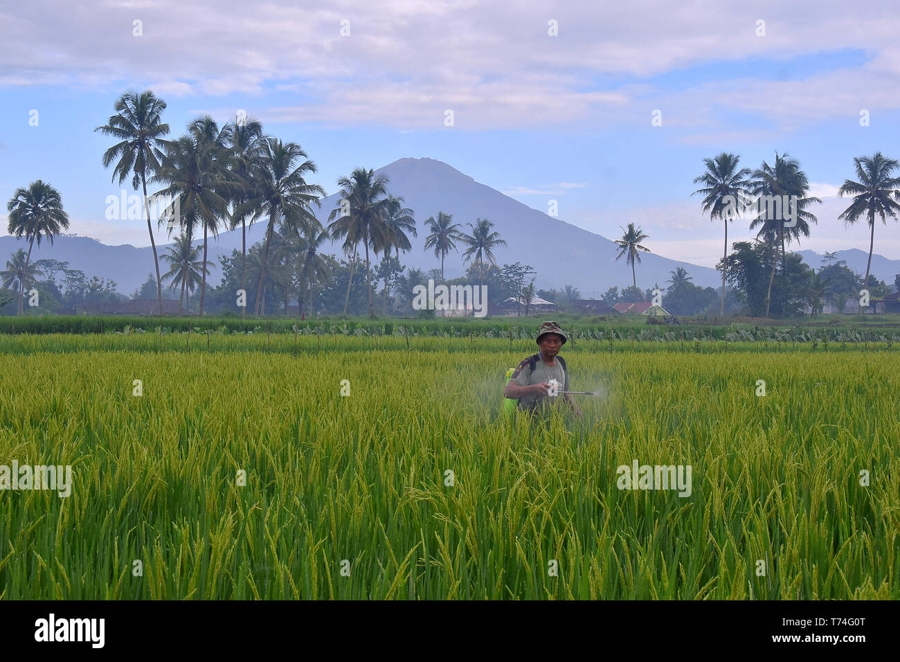 Ein indonesischer Landwirt in seinem Land ist eine Droge Reis Schädlinge zu bekämpfen, die durchgeführt werden, jeden Morgen Stockfoto