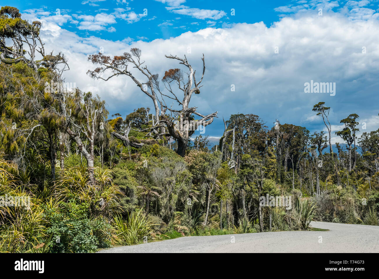 Alten toten Bäumen und grünen Dschungel der Ship Creek an der Westküste; South Island, Neuseeland Stockfoto