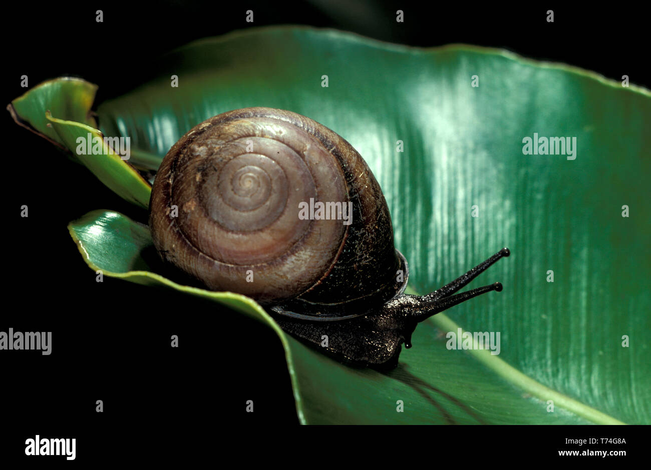 Regenwald SCHNECKE AUF PFLANZLICHEN BLATT (Gastropoda) Stockfoto