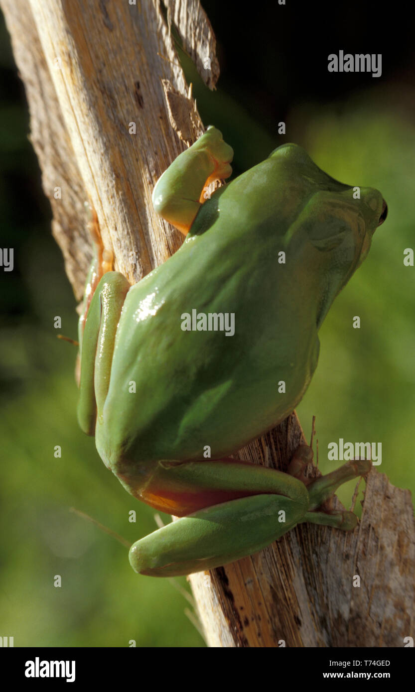 RÜCKSEITENBILD EINES AUSTRALISCHEN GRÜNEN BAUMFROSCHES (LITORIA SP.) AUSTRALIEN. Stockfoto